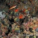 butterflyfish_collar_white_ban_nmal_h_0192_mal2444.jpg